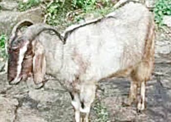 सुकळी परिसरात चोरट्यांनी लांबवल्या ६ शेळ्या