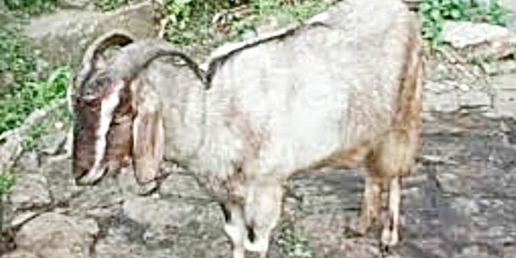 सुकळी परिसरात चोरट्यांनी लांबवल्या ६ शेळ्या