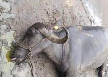 वीज कोसळून म्हैस ठार