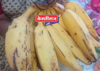 देवपुजेसाठी बोथे केळांची मागणी वाढली