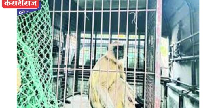 गावात धुमाकूळ घालणारे माकड अखेर वनविभागाकडून जेरबंद