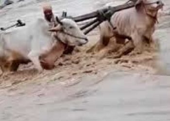 अनेर नदी ओलांडताना पाण्याच्या प्रवाहात बैलजोडी गेली वाहून