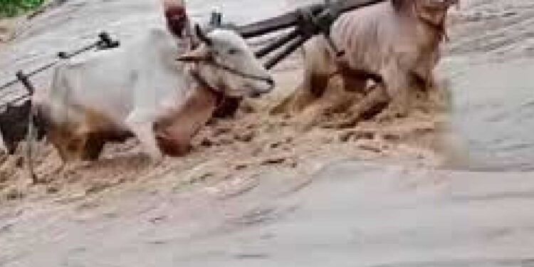 अनेर नदी ओलांडताना पाण्याच्या प्रवाहात बैलजोडी गेली वाहून