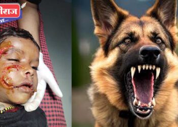 रावेर शहरात पिसाळलेल्या मोकाट कुत्र्यांचा सुळसुळाट