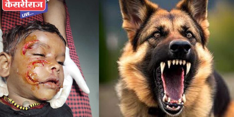 रावेर शहरात पिसाळलेल्या मोकाट कुत्र्यांचा सुळसुळाट