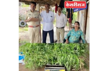 गांजाची लागवड करणाऱ्या इसमाला मुद्देमालासह अटक