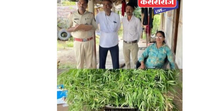 गांजाची लागवड करणाऱ्या इसमाला मुद्देमालासह अटक