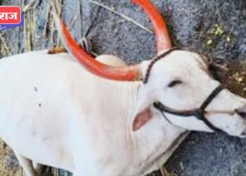 बोरी, पांझरा नद्यांना महापूर, नगावला वीज पडून बैल ठार