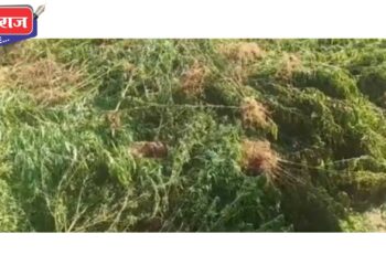 शेतात केली गांजाची लागवड, ४५ लाखांचा मुद्देमाल हस्तगत