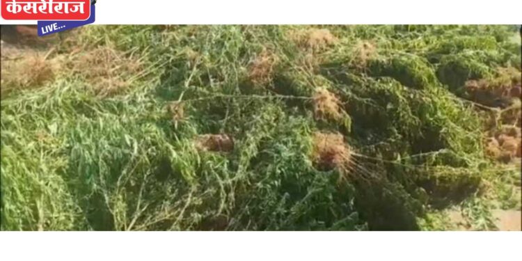 शेतात केली गांजाची लागवड, ४५ लाखांचा मुद्देमाल हस्तगत