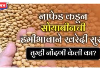 नाफेडच्या वतीने १२ जानेवारीपर्यंत सोयाबीन खरेदी सुरु