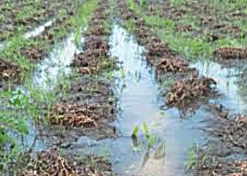 पावसामुळे अमळनेर तालुक्यातील ९ हजार ६२५ हेक्टर क्षेत्राचे नुकसान