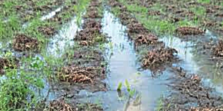 पावसामुळे अमळनेर तालुक्यातील ९ हजार ६२५ हेक्टर क्षेत्राचे नुकसान