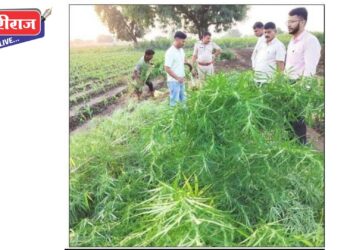 शेतामध्ये हिरवीगार गांजाची झाडे, सुमारे १२ लाख रुपयांचा मुद्देमाल जप्त