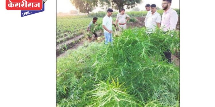शेतामध्ये हिरवीगार गांजाची झाडे, सुमारे १२ लाख रुपयांचा मुद्देमाल जप्त