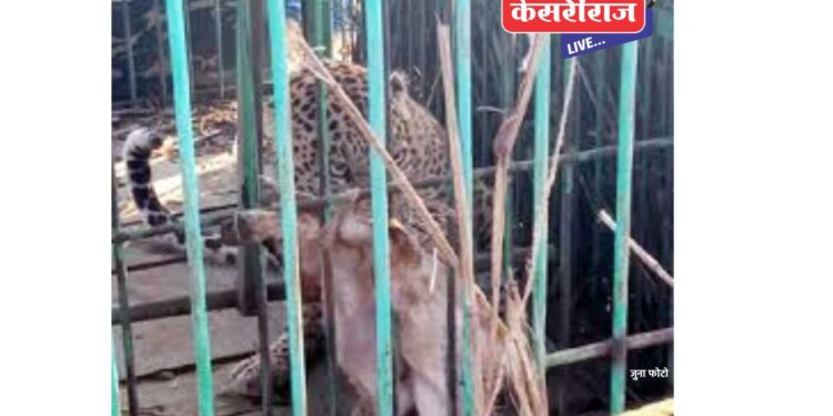 मुलाचा बळी घेणारा बिबट्या जेरबंद