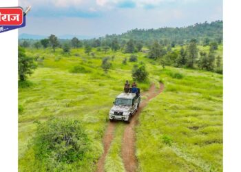 सातपुडा जंगल सफारीमध्ये वाघाचे होतेय दर्शन, पर्यटकांना खुणावतोय सातपुडा पर्वत !