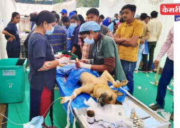 बुलढाणा, औरंगाबाद, जळगाव जिल्ह्यातून एकूण ४८७ जनावरांची तपासणी