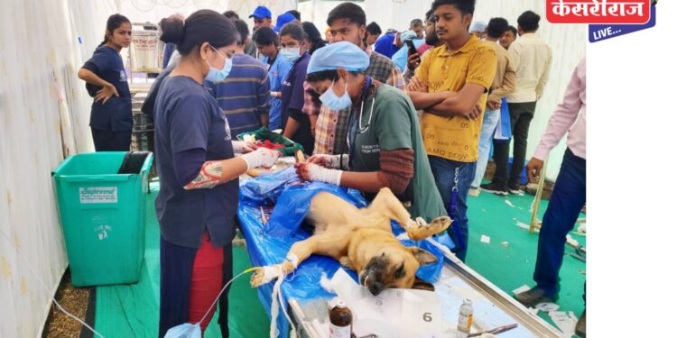 बुलढाणा, औरंगाबाद, जळगाव जिल्ह्यातून एकूण ४८७ जनावरांची तपासणी