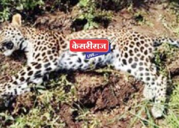 बिबट्याचा कुपोषणामुळे मृत्यू, मोठा आवाज करत सोडले प्राण