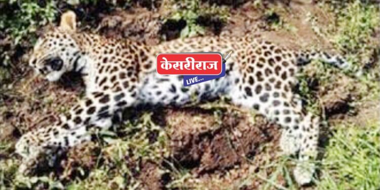 बिबट्याचा कुपोषणामुळे मृत्यू, मोठा आवाज करत सोडले प्राण