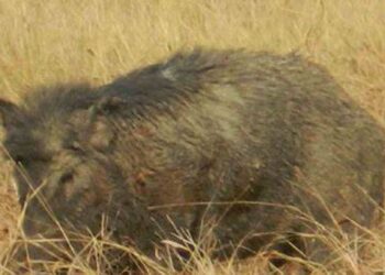 शेत-शिवारात रानडुकराने मक्याची केली नासधूस