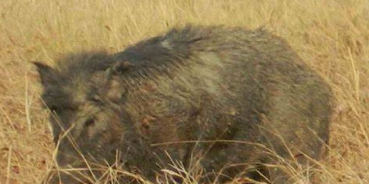 शेत-शिवारात रानडुकराने मक्याची केली नासधूस