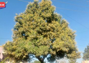 रावेर तालुक्यातील निंभोरा येथे आम्रवृक्षाचा मोहोर वेधतोय लक्ष