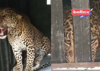 वनविभागाकडून लावलेल्या पिंजऱ्यात २ बिबटे जेरबंद