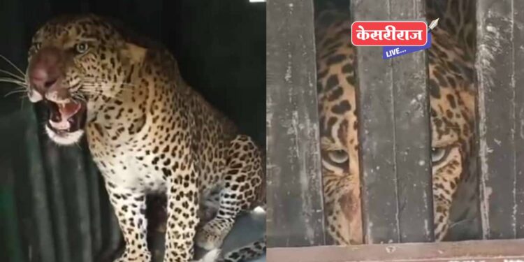 वनविभागाकडून लावलेल्या पिंजऱ्यात २ बिबटे जेरबंद