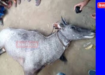 भरधाव वाहनाने धडक दिल्याने गर्भवती निलगायींचा मृत्यू