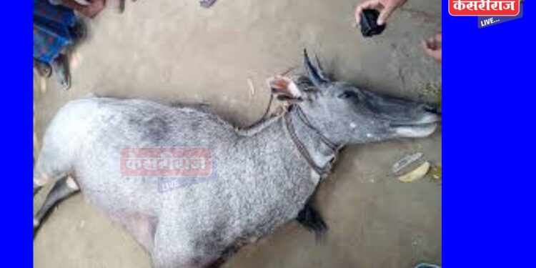 भरधाव वाहनाने धडक दिल्याने गर्भवती निलगायींचा मृत्यू