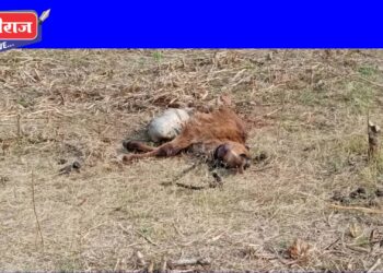 चाळीसगाव तालुक्यात बिबट्याचा धुमाकूळ सुरूच : वासराचा पडला फडशा