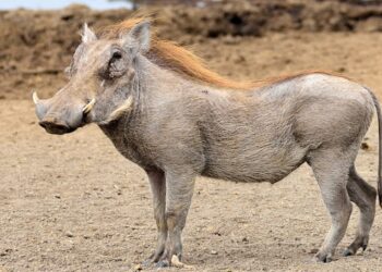 शेतात काम करणाऱ्या शेतकऱ्यावर रानडुकराचा प्राणघातक हल्ला