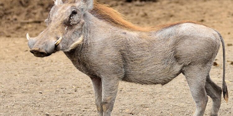 शेतात काम करणाऱ्या शेतकऱ्यावर रानडुकराचा प्राणघातक हल्ला