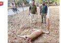 भटक्या कुत्र्यांच्या हल्ल्यात हरीण ठार, वनविभागाने केला पंचनामा !