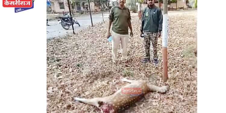 भटक्या कुत्र्यांच्या हल्ल्यात हरीण ठार, वनविभागाने केला पंचनामा !