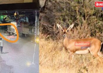 हरीण शहरात आल्याने नागरिकांमध्ये भीतीचे वातावरण