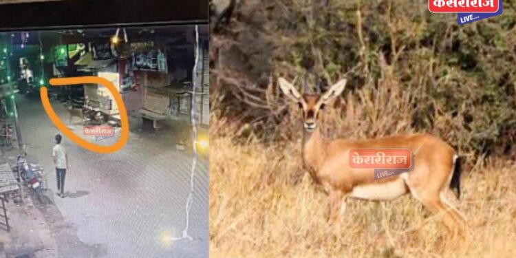 हरीण शहरात आल्याने नागरिकांमध्ये भीतीचे वातावरण