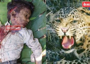 खळबळ : आईसोबत जात असलेल्या ७ वर्षीय बालकाला बिबट्याने केले ठार !