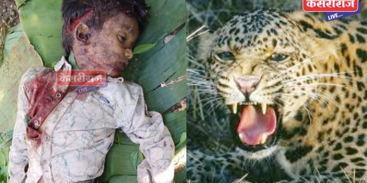खळबळ : आईसोबत जात असलेल्या ७ वर्षीय बालकाला बिबट्याने केले ठार !