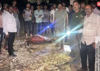 अनेर-सातपुडा परीसरात बिबट्याचा धुमाकूळ, १५ दिवसांत ४ जनावरे केली फस्त