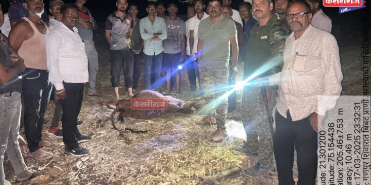 अनेर-सातपुडा परीसरात बिबट्याचा धुमाकूळ, १५ दिवसांत ४ जनावरे केली फस्त