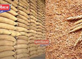 चोरट्यांनी लांबवल्या गव्हाच्या १९ गोण्या, शेतकरी हवालदिल