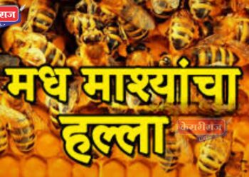 रायसोनी महाविद्यालयात मधमाशांचा विद्यार्थ्यांसह शिक्षकांवर हल्ला, ८ जण जखमी