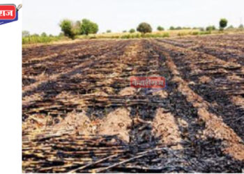 शेतात आग लागल्याने मक्याचे पीक जळून खाक