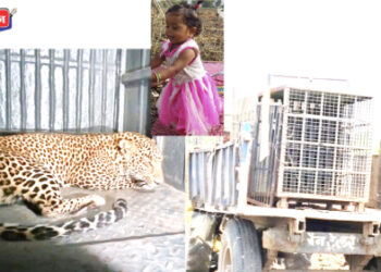 बालिकेचा जीव घेणारा बिबट्या जेरबंद, आणखी बिबटे असण्याची शक्यता