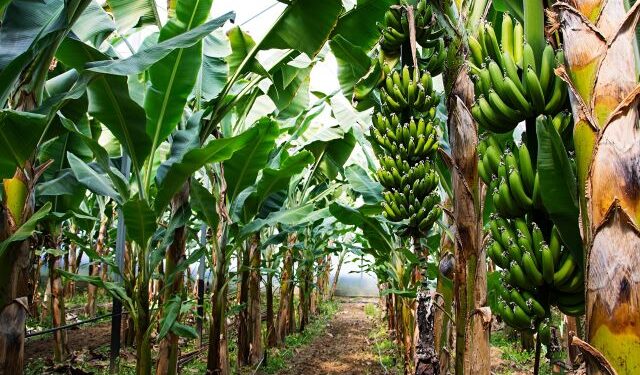 केळी बागा वाचविण्यासाठी शेतकऱ्यांची धडपड, उपाययोजनांना सुरुवात