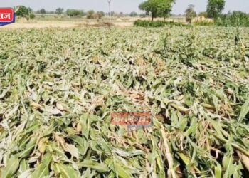 जिल्ह्यात अवकाळी पावसाचा २११६ हेक्टरवर फटका ; ४ हजार १४६ शेतकरी बाधित