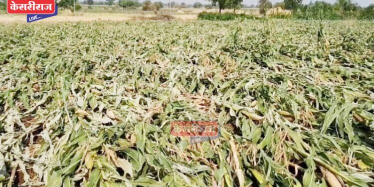 जिल्ह्यात अवकाळी पावसाचा २११६ हेक्टरवर फटका ; ४ हजार १४६ शेतकरी बाधित